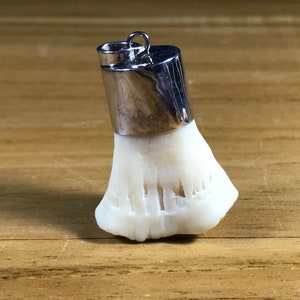 以下が含まれることがあります： 銀色のキャップと吊り下げ用のループが付いた白い骨のペンダント。骨は質感があり、自然な形をしています。