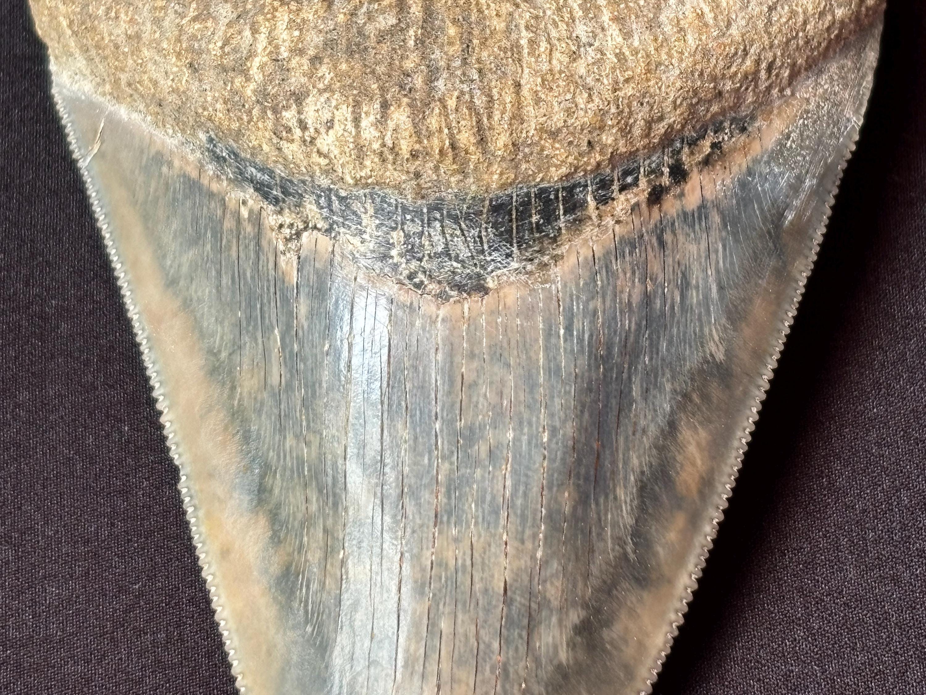 インドネシア・ジャワ島産メガロドンの歯の化石 - 本物の先史時代の