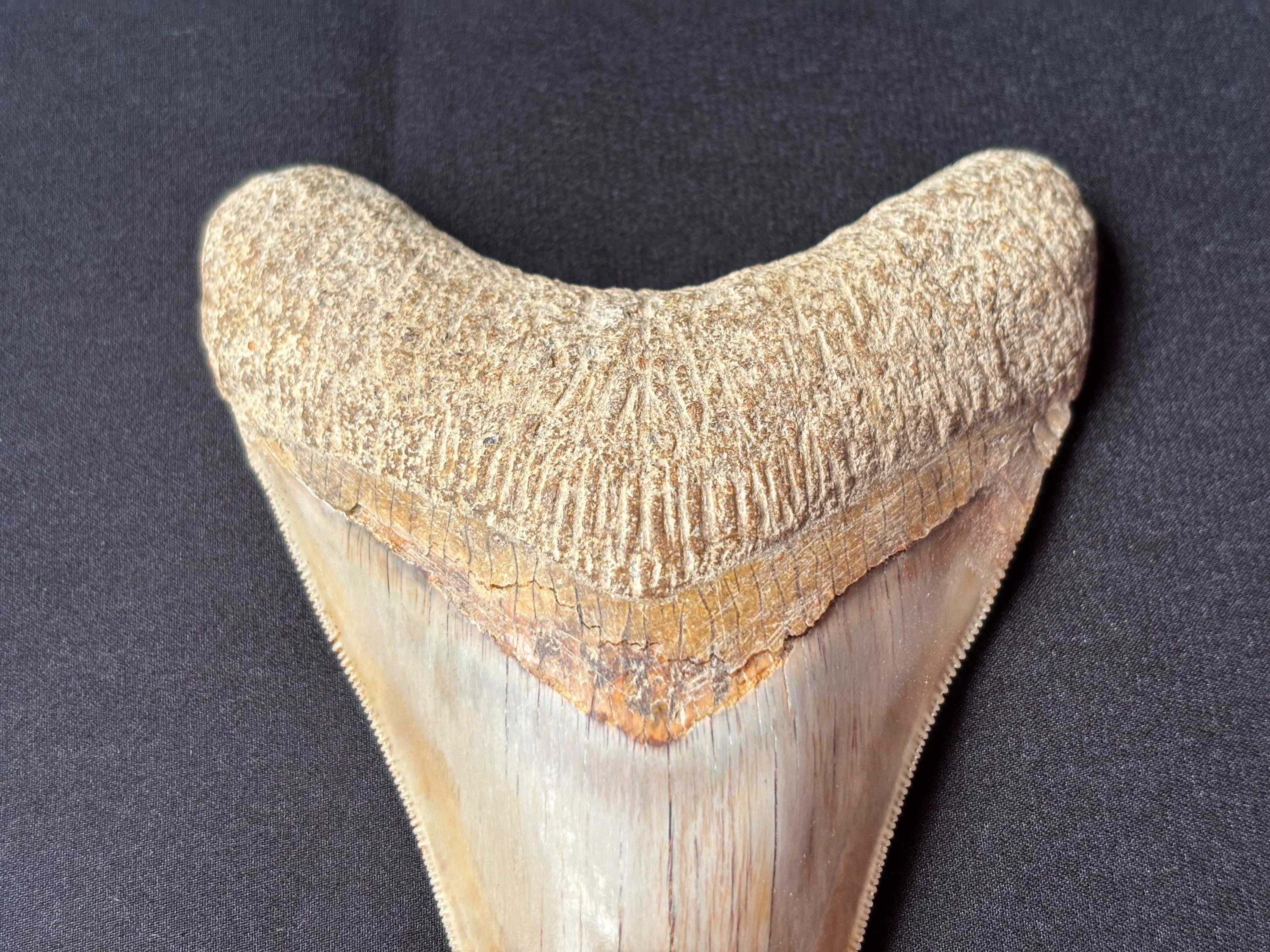 インドネシア・ジャワ島産メガロドンの歯の化石 - 本物の先史時代の