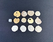 NUMMULITES - desert fossilized one cell organism - Angel coins - from Fayoum oasis in Egypt - amazing - self collected - set of 12 - 27.4 g