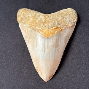 May include: A large, fossilised shark tooth with a triangular shape. The tooth has a cream-coloured enamel with a textured root and a sharp, pointed tip. The tooth's surface shows vertical striations and subtle orange hues.