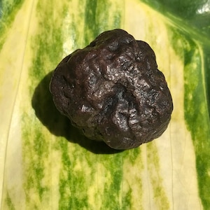 May include: A dark brown, irregularly shaped rock with a rough, textured surface. The rock is resting on a green and white striped leaf.