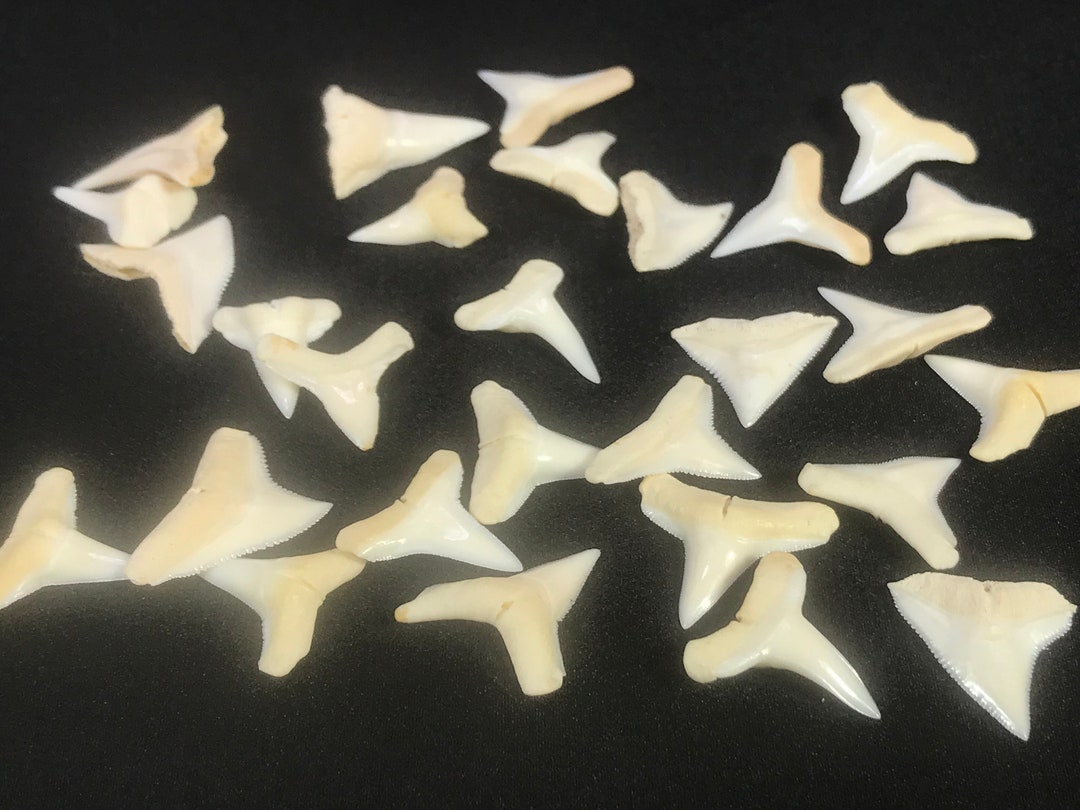 TIGER SHARK Tooth 0.2 G Natural Tooth Kalimantan Indonesia No Treatment