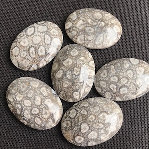 May include: Six oval-shaped fossilized coral cabochons with a gray and white pattern. The cabochons are polished and have a smooth, glossy finish.