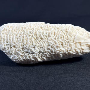 Może przedstawiać: Biały okaz koralowca o fakturowanej, falistej powierzchni. Koral ma kształt długiego, wąskiego owalu.