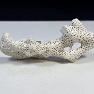 Puede incluir: Un trozo de coral blanco con una textura porosa. El coral tiene una forma irregular con múltiples protuberancias y agujeros, lo que sugiere un origen natural. El objeto está sobre un fondo blanco.