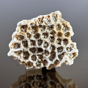 Puede incluir: Un trozo de coral natural con una superficie porosa y texturizada. El coral es de color blanquecino con intrincados patrones de pequeñas aberturas en forma de estrella. El coral se exhibe sobre una superficie reflectante.