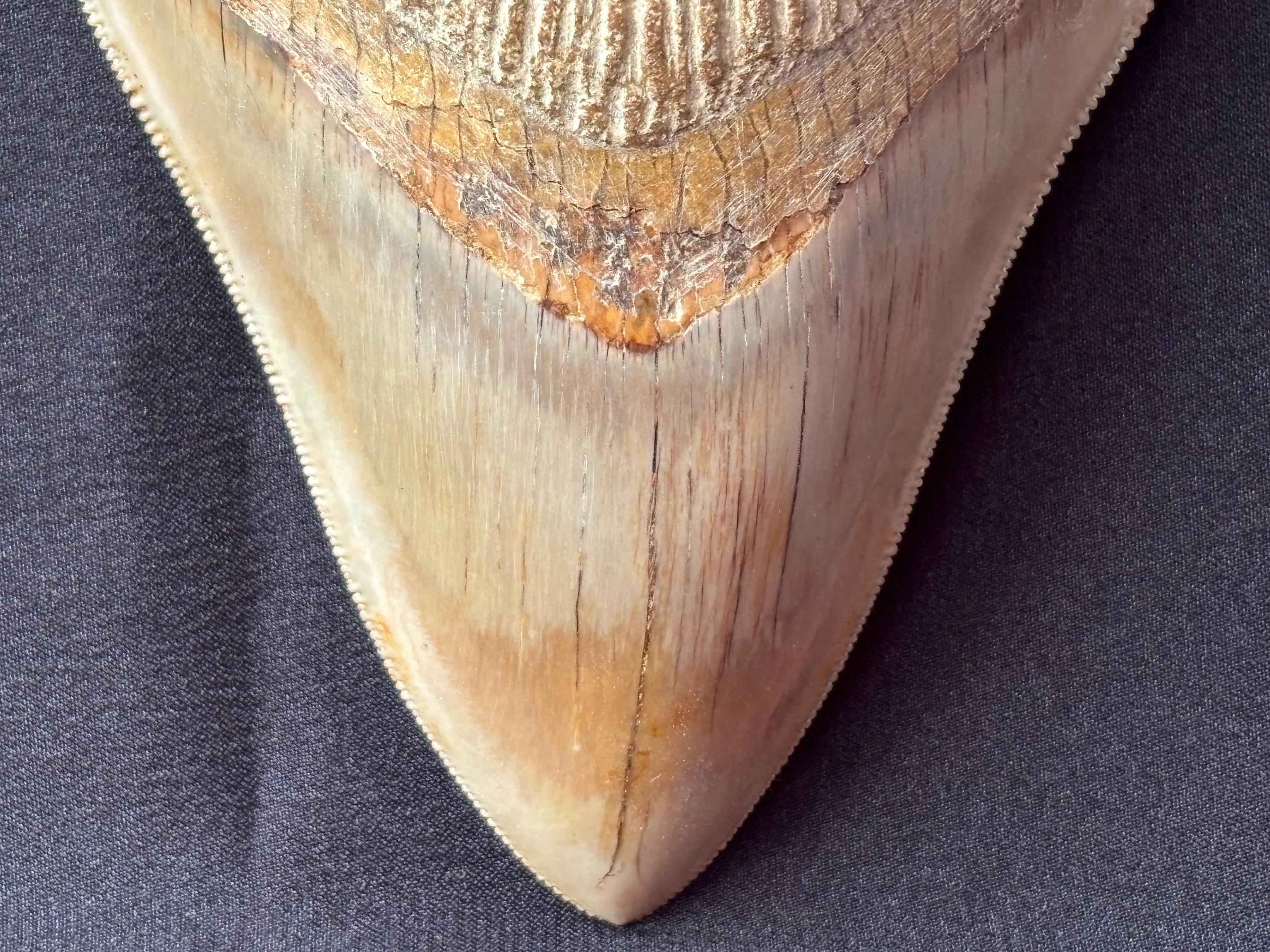 インドネシア・ジャワ島産メガロドンの歯の化石 - 本物の先史時代の