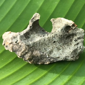 Peut inclure: Une roche rugueuse, grise et blanche avec un trou au milieu. La roche est posée sur une feuille de bananier verte.