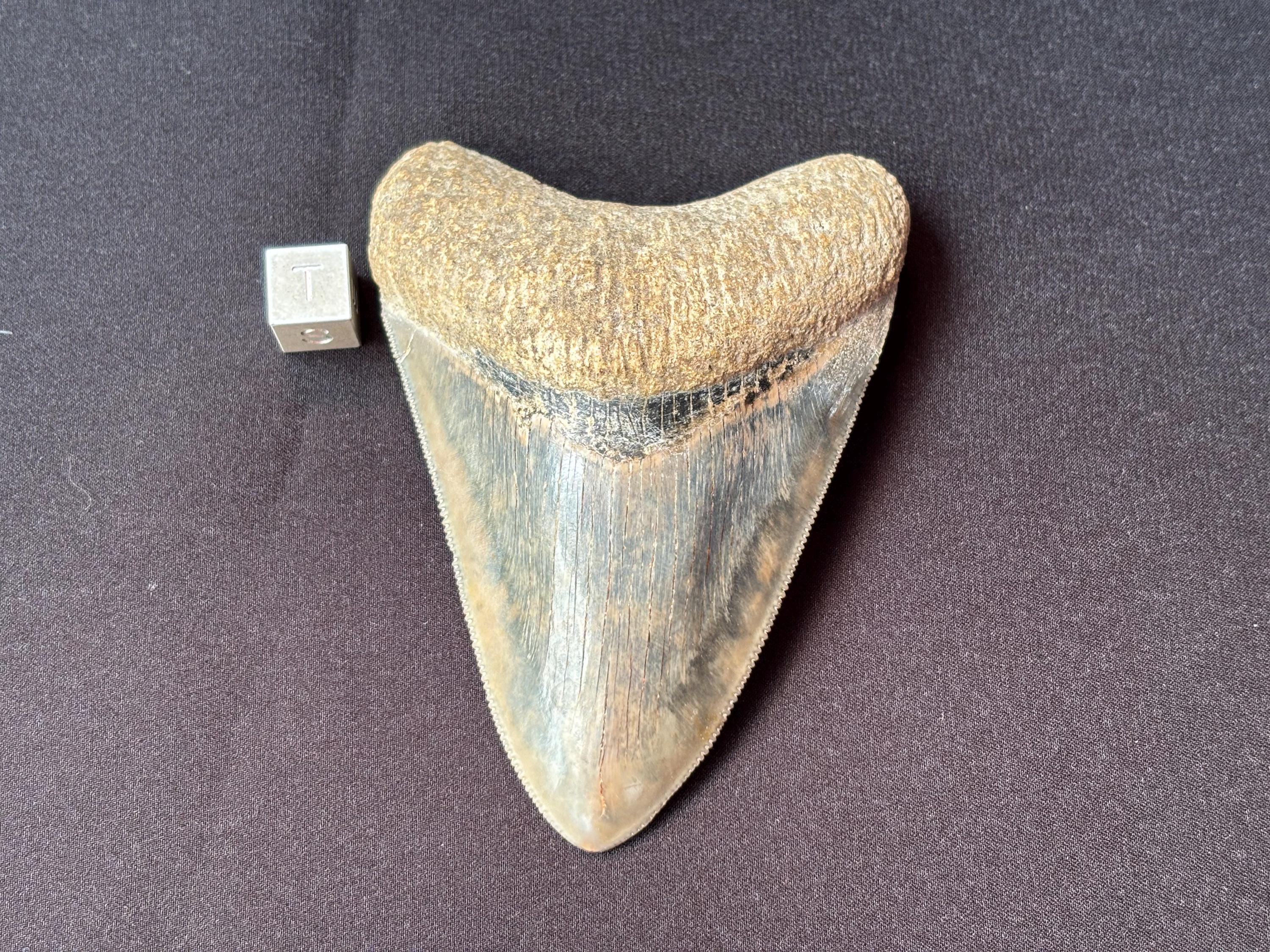 インドネシア・ジャワ島産メガロドンの歯の化石 - 本物の先史時代の