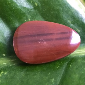 Polerad förstenad träcabochon: Java Indonesien, 4,9 g