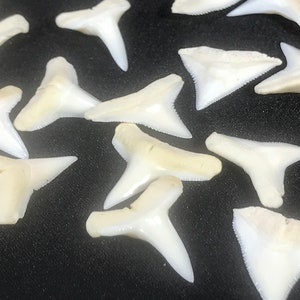 TIGER SHARK Tooth 0.2 G Natural Tooth Kalimantan Indonesia No Treatment