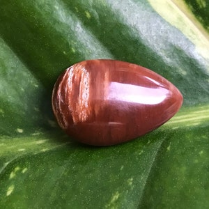May include: A polished, teardrop-shaped gemstone in shades of brown and tan, with a glossy finish. The stone's surface has a subtle, striped pattern. The gemstone rests on a green leaf with white and yellow variegation.