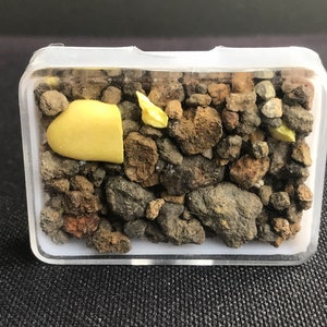 Op de afbeelding: Een kleine doorzichtige plastic doos gevuld met kleine bruine en grijze stenen. Er zitten twee gele stukjes plastic in de doos.