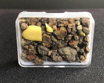 Ijen Volcano Rock Collection: Java, Indonesia - 21g