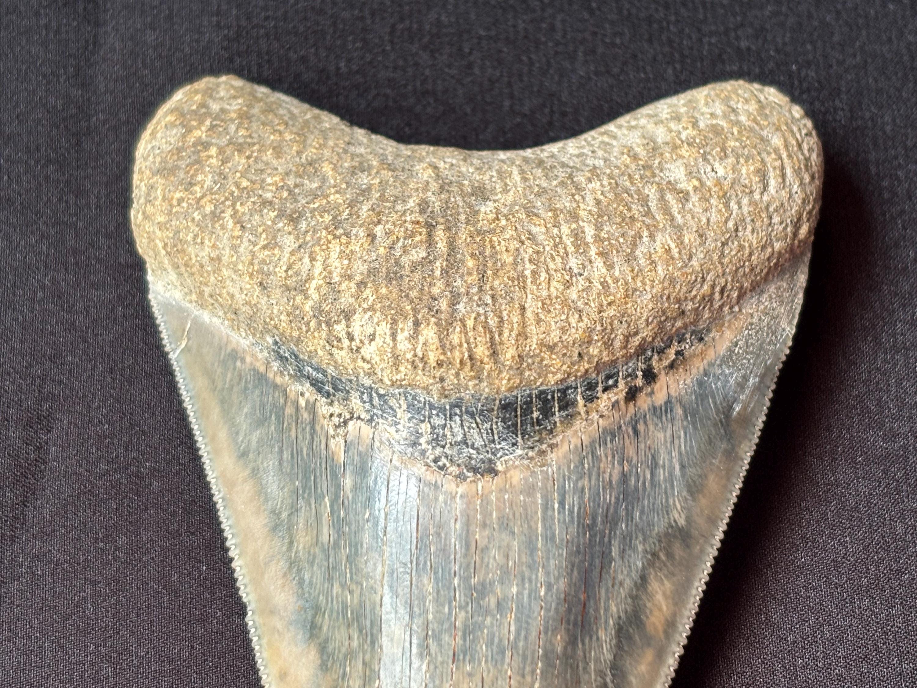 インドネシア・ジャワ島産メガロドンの歯の化石 - 本物の先史時代の