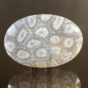 Hand Polished Petrified Coral Cabochon: Fossil Gemstone for Jewelry