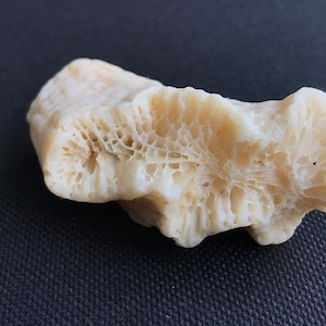 May include: A white coral specimen with a porous, honeycomb-like texture. The coral is irregularly shaped and has a light beige color.