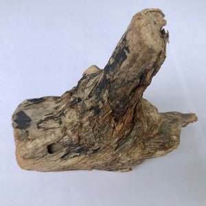 Può includere: Un pezzo di legno di deriva con un aspetto naturale e invecchiato. Il legno è marrone chiaro con striature marrone scuro e presenta alcuni fori.