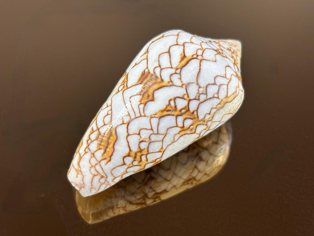 Natural Conus Textile Shell - Cone Cloth of Golden Cone - From Central ...
