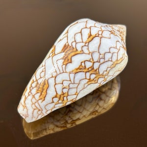 Natural Conus textile shell - Cone cloth of Golden cone - from Central Java - Indonesia - 23 g