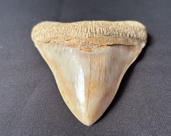 インドネシア・ジャワ島産メガロドンの歯の化石 - 本物の先史時代の