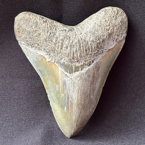 Peut inclure: Une grande dent de requin mégalodon fossilisée. La dent est triangulaire, de couleur gris clair et beige. La racine est texturée et l'émail est lisse. Les bords dentelés sont visibles.