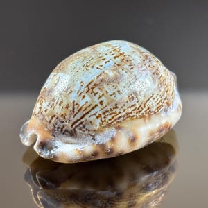 Puede incluir: Primer plano de una concha marina de forma lisa y redondeada. La concha presenta una mezcla de colores beige, marrón y azul claro, con intrincados patrones. La concha descansa sobre una superficie reflectante.