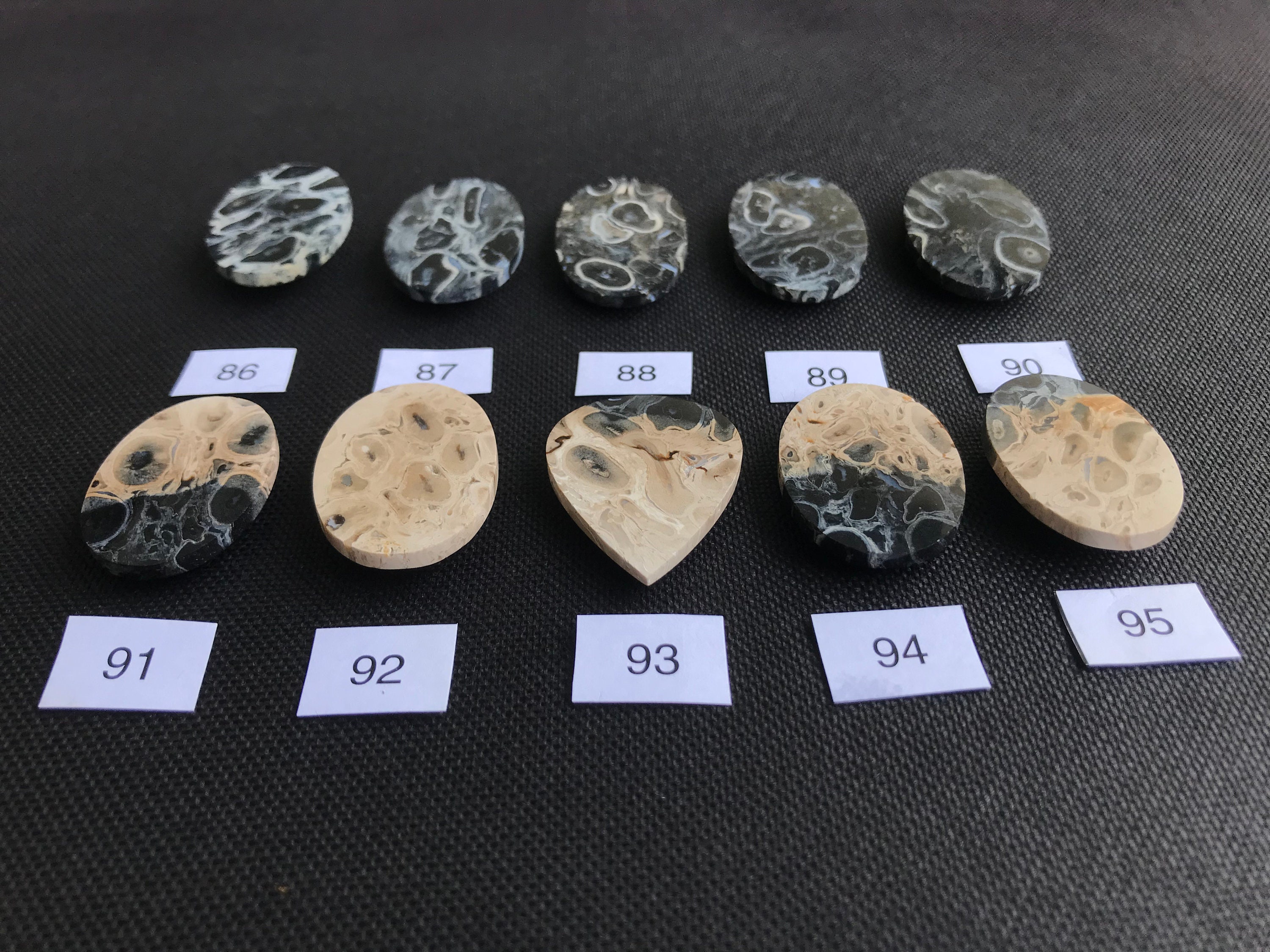 研磨されたヤシの根の化石カボション：ジャワ島産の黒とベージュの化石