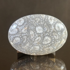 Hand Polished Petrified Coral Cabochon: Fossil Gemstone for Jewelry