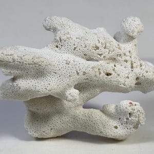 Puede incluir: Un espécimen de coral natural blanquecino con una superficie porosa y texturizada. El coral tiene una forma irregular con múltiples protuberancias y unas pocas manchas rojizas. Ideal para decoración costera.