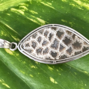 May include: A silver pendant featuring a fossilized coral stone with a white and grey pattern. The pendant is shaped like a teardrop and has a silver bail.