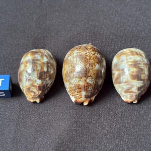 Set of 3 Natural Arabian cowrie shell - terrarium - Srau Beach - Java - Indonesia - 21 g