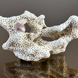 Puede incluir: Un trozo de coral blanco con una textura porosa, con una pequeña concha rayada anidada en su estructura. La forma irregular del coral y los patrones naturales de la concha crean un contraste llamativo. El coral es un elemento decorativo natural.