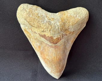 インドネシア・ジャワ島産メガロドンの歯の化石 - 本物の先史時代の