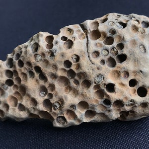 Puede incluir: Una roca porosa de color marrón claro con una superficie rugosa e irregular. La roca está cubierta de pequeños agujeros redondos, lo que le da un aspecto de panal de abeja.