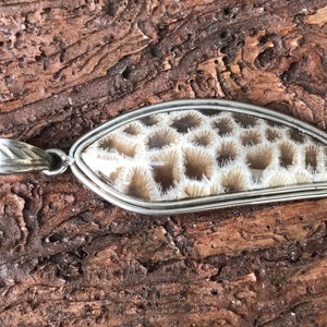 Peut inclure: Un pendentif en argent avec un corail fossilisé en forme de larme. Le corail est de couleur brun clair avec un motif blanc.