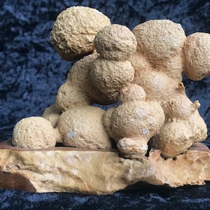 Pode incluir: Uma escultura de cerâmica bege de um grupo de formas arredondadas, que se assemelham a bolhas ou células, montada em uma base de madeira.