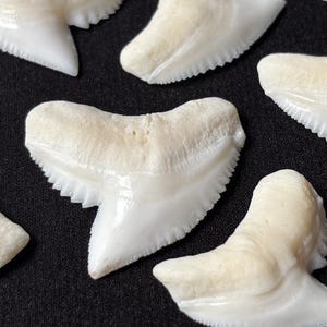 Op de afbeelding: Een verzameling gefossiliseerde haaientanden, elk met een gladde, gebroken witte glazuurkroon en een duidelijke, gekartelde rand langs het blad. De tanden zijn verspreid gerangschikt en tonen hun driehoekige vormen en wortels.