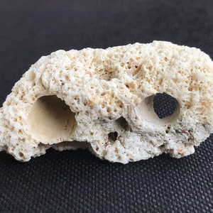 Peut inclure: Un rocher de corail blanc poreux avec deux trous. La roche a une surface rugueuse et texturée.
