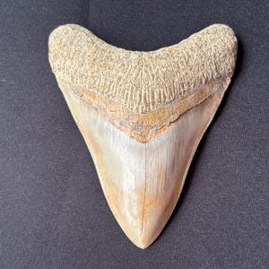 Peut inclure: Une grande dent de requin Megalodon fossilisée. La dent est triangulaire avec un émail de couleur crème et un bord dentelé. La racine est de couleur beige clair. La dent est posée sur un fond gris foncé.