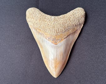 インドネシア・ジャワ島産メガロドンの歯の化石 - 本物の先史時代の