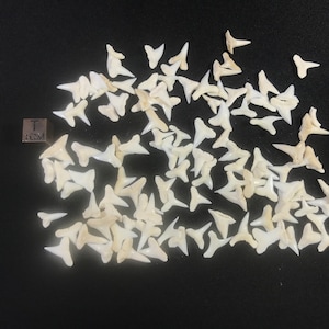 SHARK fresh tooth – 0.1 g and smaller - natural tooth - Kalimantan – Indonesia – no treatment - just cleaned - jagged – perfect for jewelry
