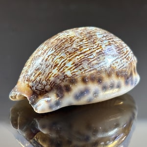 Puede incluir: Primer plano de una concha pulida. La concha tiene forma redondeada con una superficie lisa y brillante. Los colores de la concha incluyen tonos de marrón, beige y blanco, con un patrón de manchas y líneas marrones oscuras. La concha se refleja en la superficie inferior.
