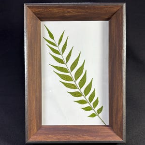 Puede incluir: Impresión botánica enmarcada con una hoja verde sobre fondo blanco. La hoja es el foco principal, dentro de un marco rectangular de madera con acabado marrón oscuro. El marco tiene un diseño simple y elegante. Aproximadamente 20 cm x 30 cm.