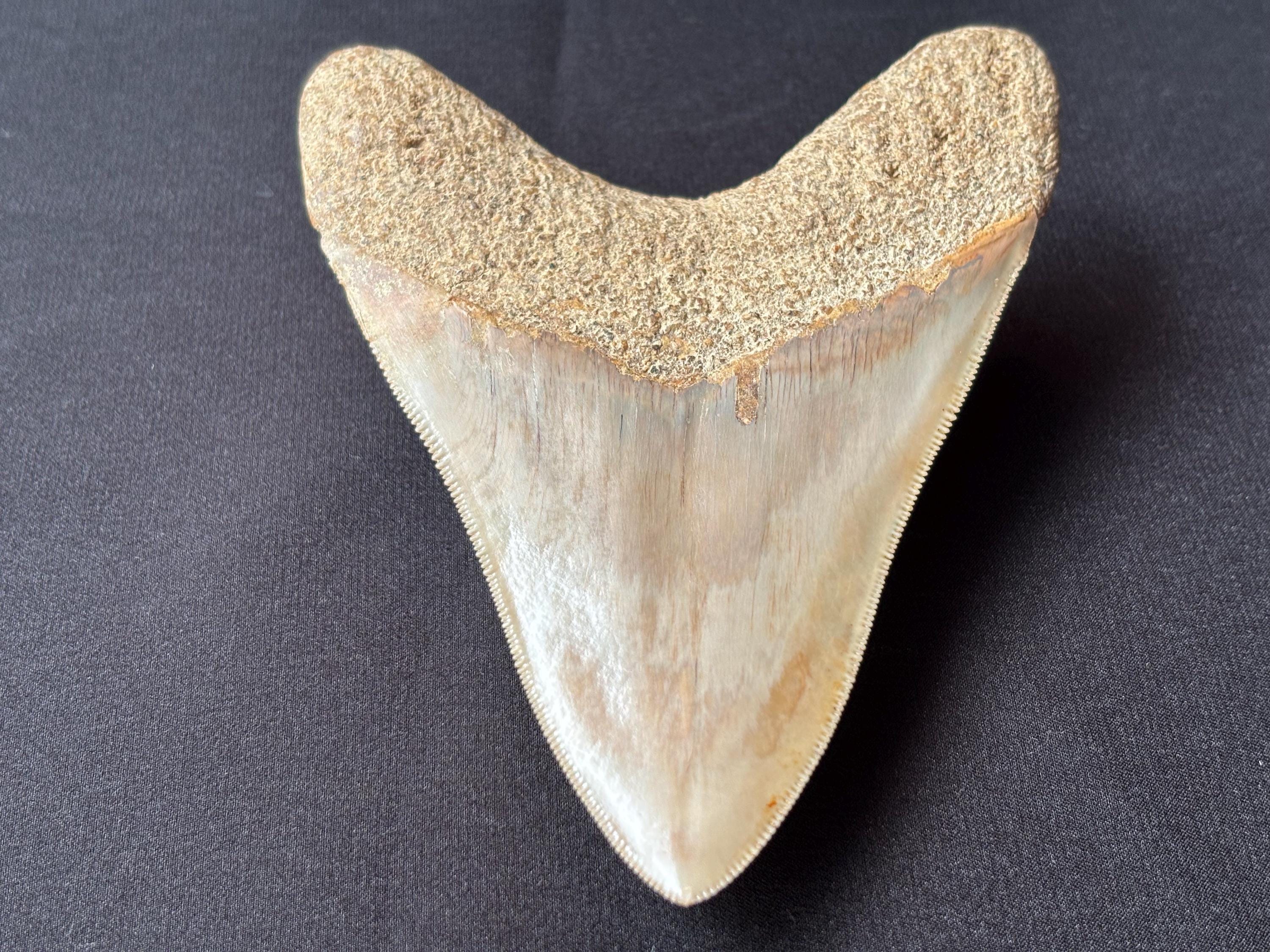 インドネシア・ジャワ島産メガロドンの歯の化石 - 本物の先史時代の