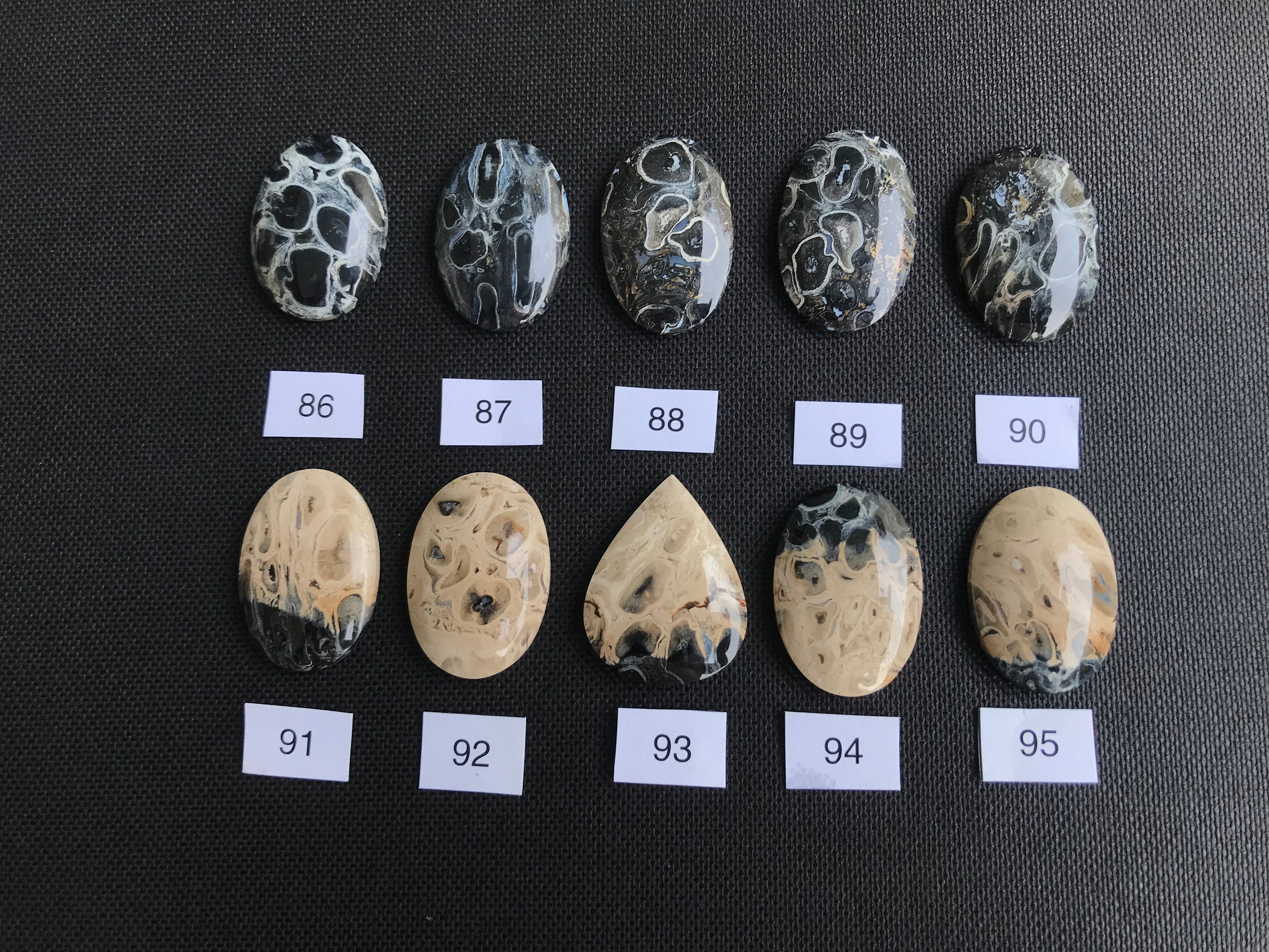 研磨されたヤシの根の化石カボション：ジャワ島産の黒とベージュの化石