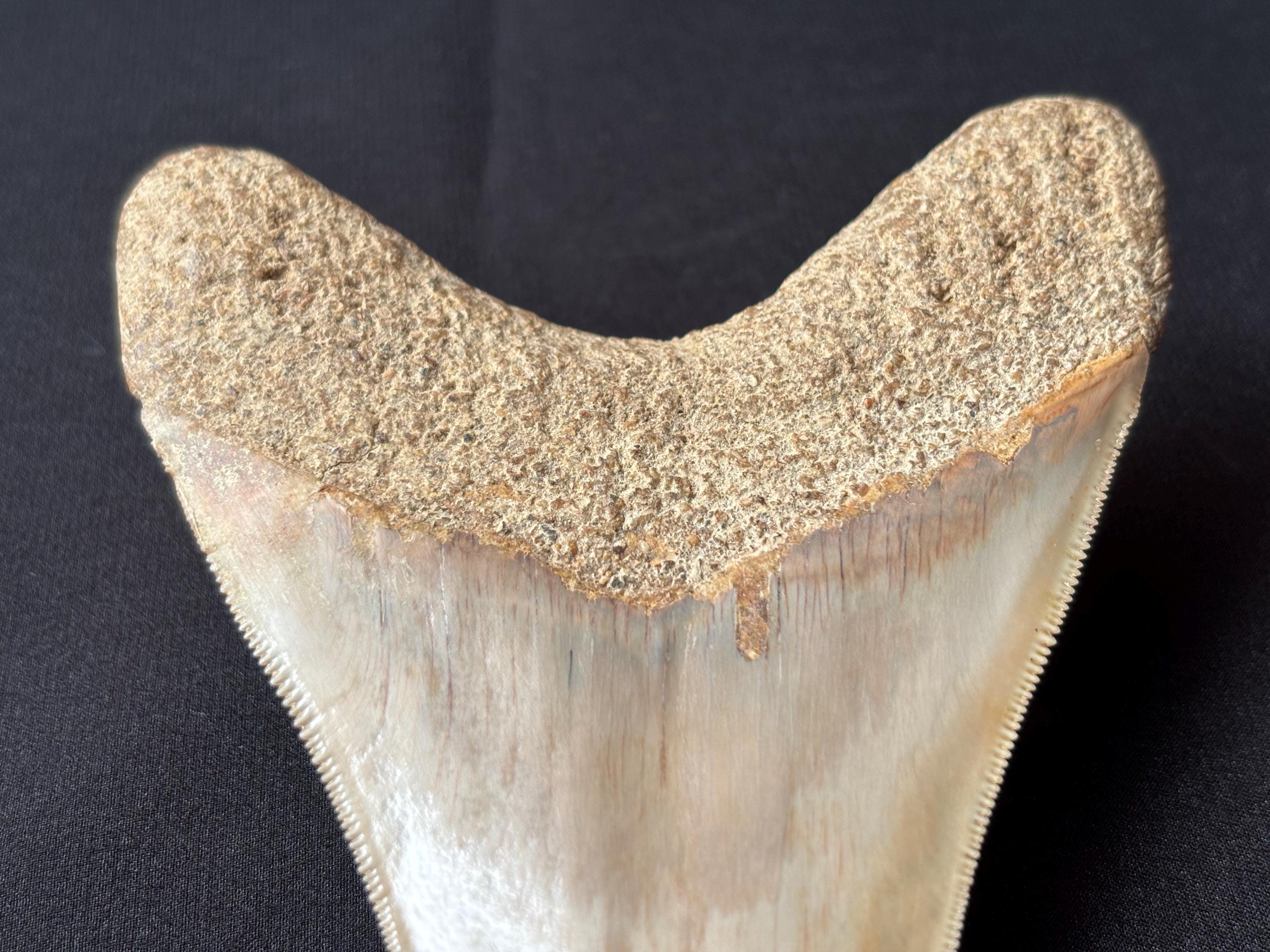 インドネシア・ジャワ島産メガロドンの歯の化石 - 本物の先史時代の