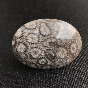 May include: A close-up of a fossilized coral, showing a detailed pattern of white and gray swirls on a dark gray background.
