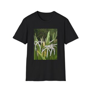 Crinum --- l&#39;un des plus gros bulbes au monde